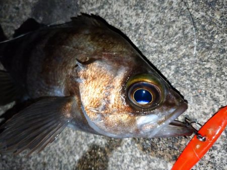 makopenでメバルプラッギング