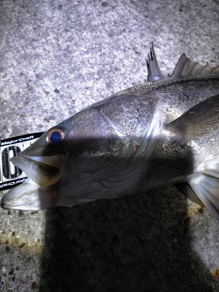 シーバス70cmオーバー