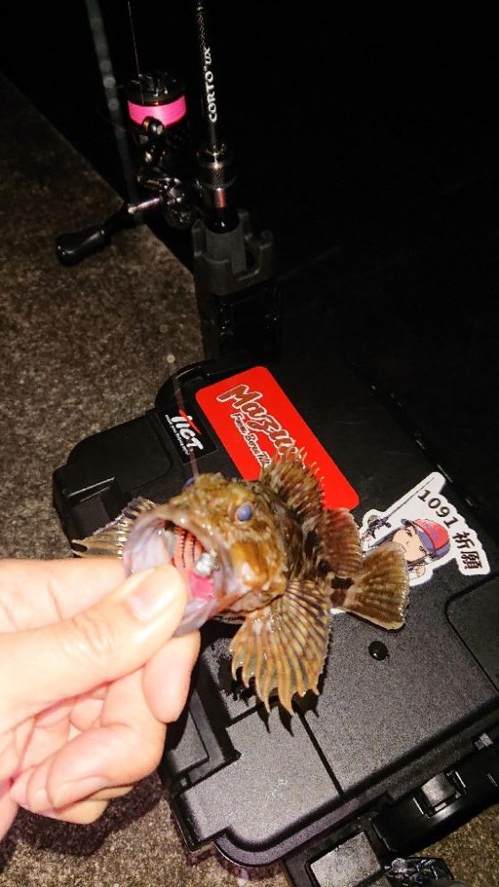 久しぶりのガシラちゃん