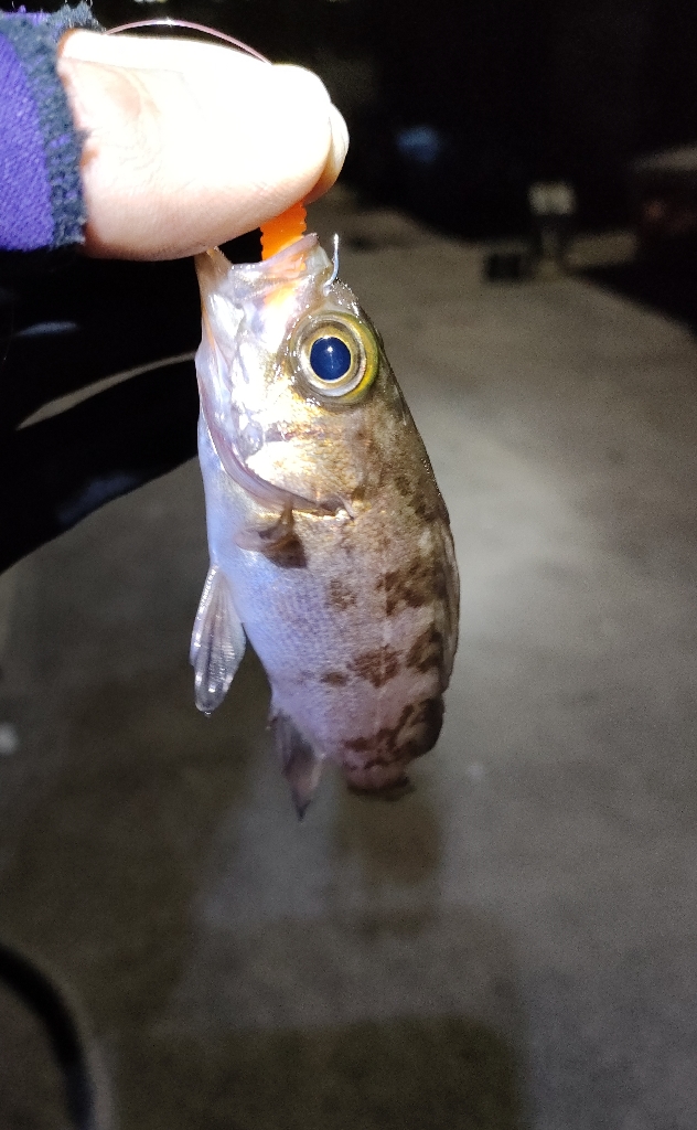 ’23初メバリングは夜光虫で激シブ