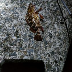 穴釣りは小物でしたがメバリングでサイズアップ