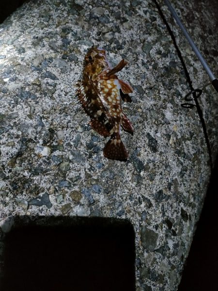 穴釣りは小物でしたがメバリングでサイズアップ