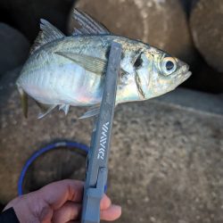 陸っぱり釣行記