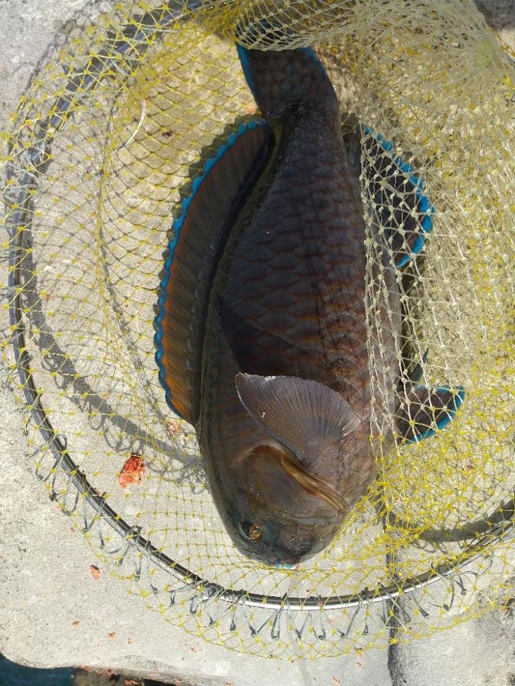 シーズン初沖磯