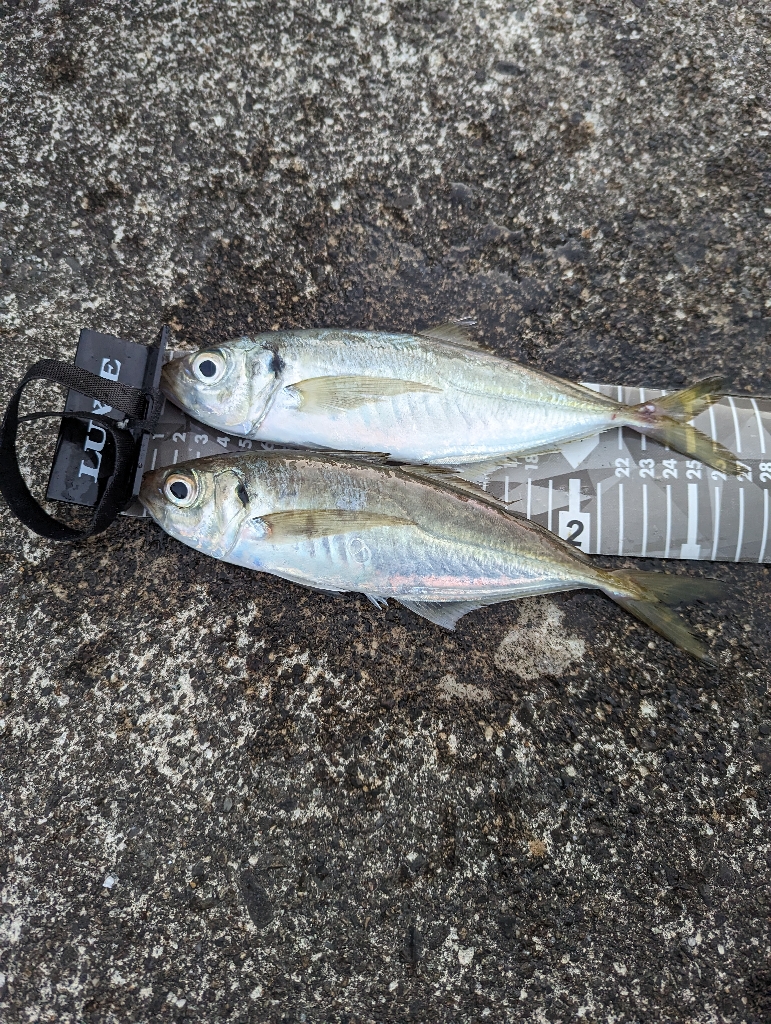 陸っぱり釣行記