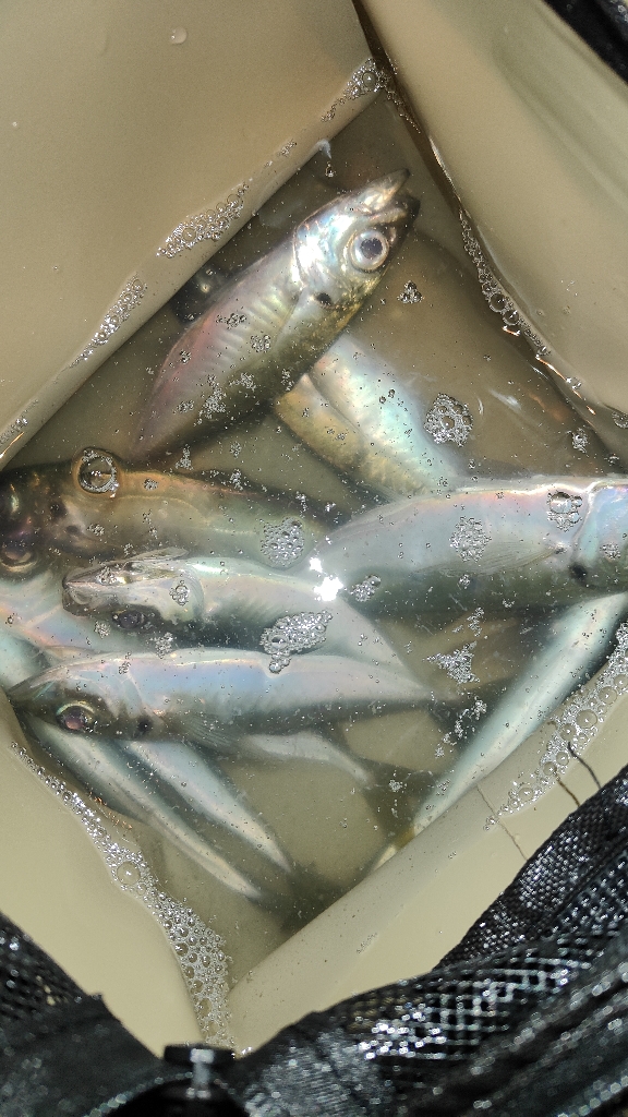 昨日のリベンジ