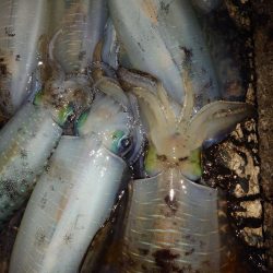 凪エギングin対馬