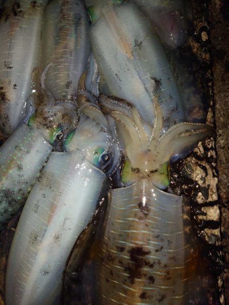 凪エギングin対馬