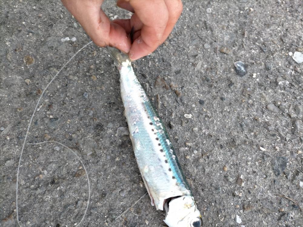 カマス大爆釣 MAX39センチ