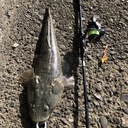 困った時のフラットフィッシュ