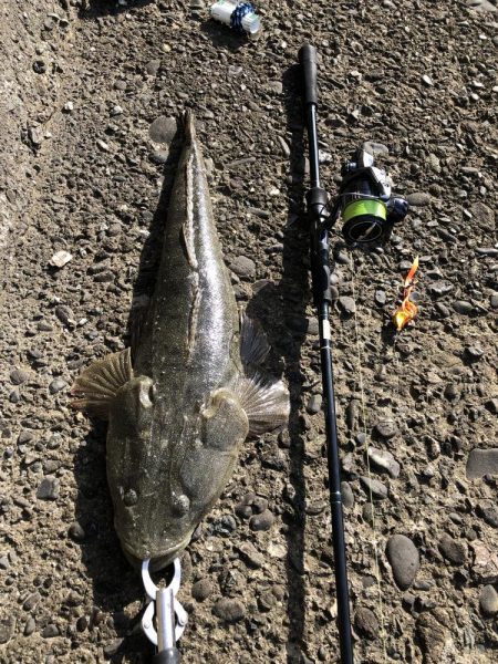 困った時のフラットフィッシュ