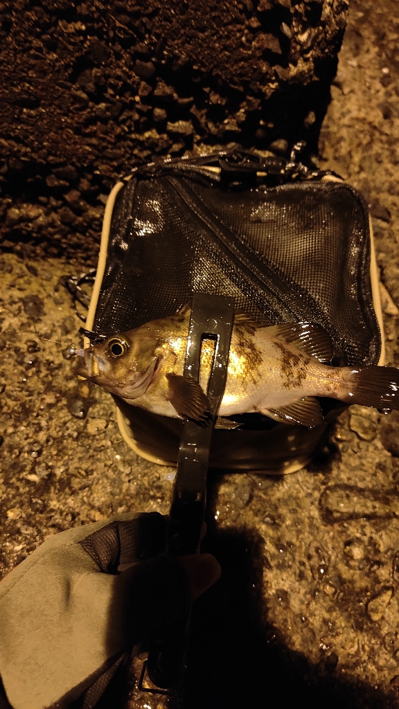 昨日に引き続き