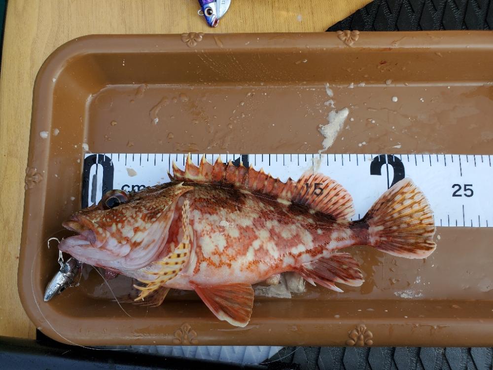 SUPフィッシング