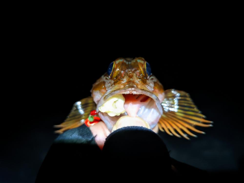 遂に水温は11℃台へ