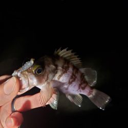 ギリギリ届く所に🐟