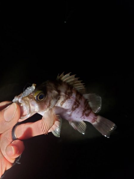 ギリギリ届く所に🐟