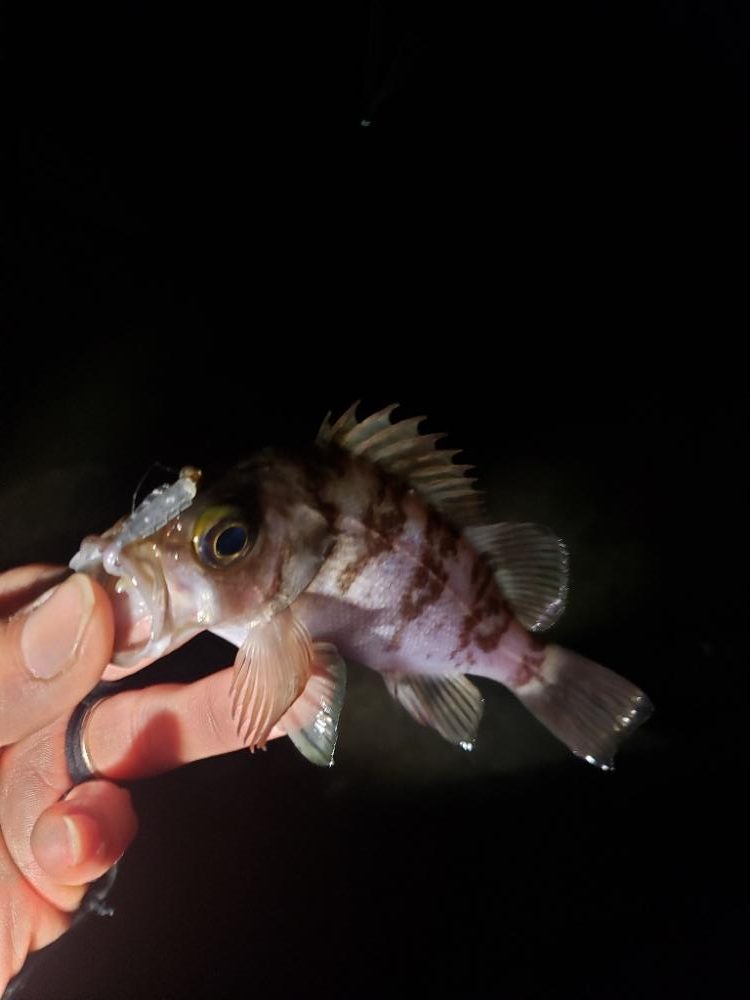 ギリギリ届く所に🐟