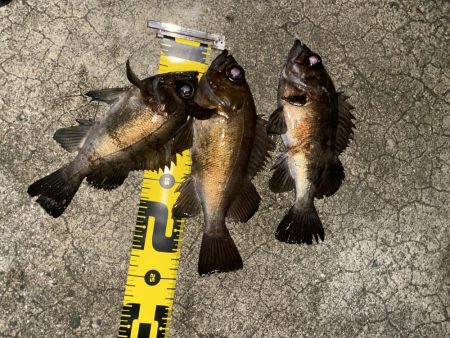 今日も暖かいからメバリング