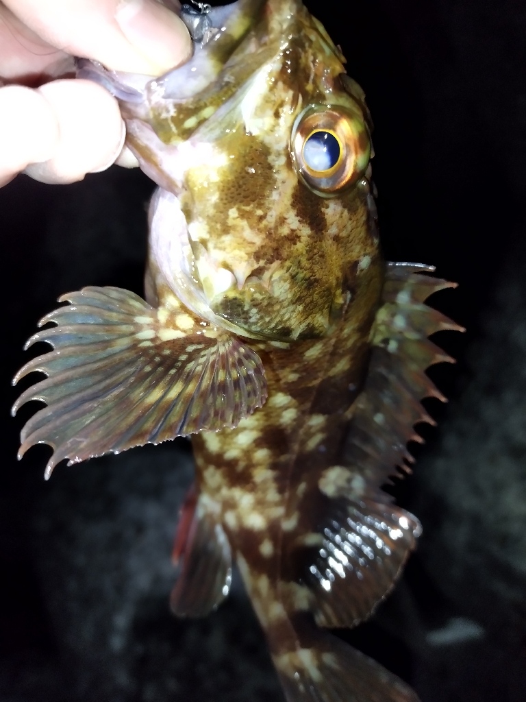 フィッシングショーからの