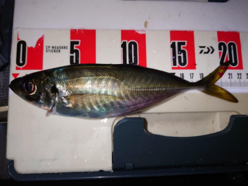 リハビリアジング