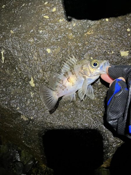 イベント的メバリング