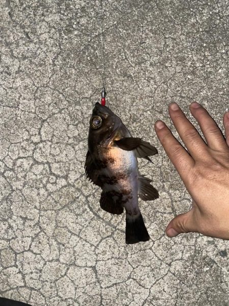 今日もメバリング