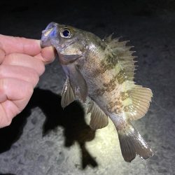 寒くても釣れましたよ