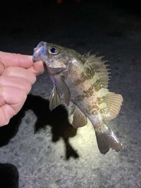 寒くても釣れましたよ