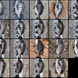 イチノ兄弟(兄)釣果!