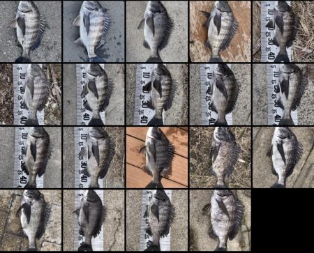 イチノ兄弟(兄)釣果!