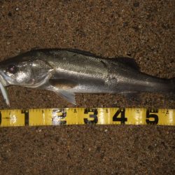 極寒のアフターシーバス