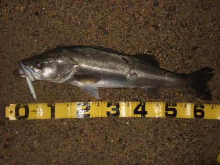 極寒のアフターシーバス