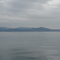 コウイカエギング