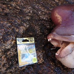 ２月の広島湾に撃沈覚悟で挑む