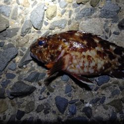 メパリング初め