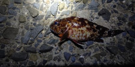 メパリング初め