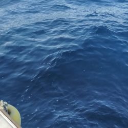 チカメキントキ高活性