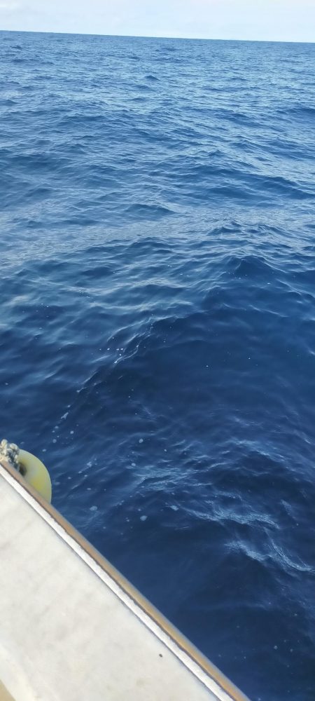 チカメキントキ高活性