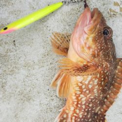 ネギネギ五目釣り