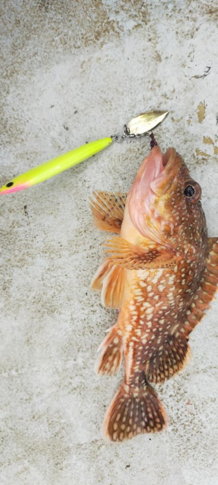 ネギネギ五目釣り