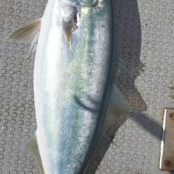 良型ウマイやつ