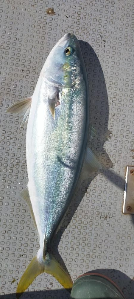 良型ウマイやつ