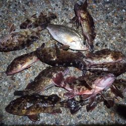 2023/01/31 南港ライトゲーム釣行