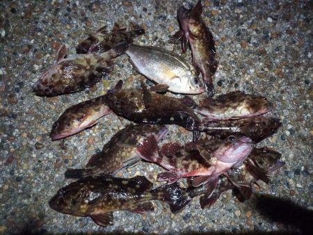 2023/01/31 南港ライトゲーム釣行