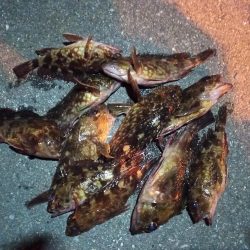 2023/02/03 南港ライトゲーム釣行