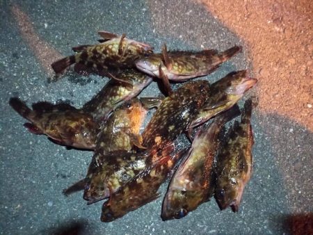 2023/02/03 南港ライトゲーム釣行…