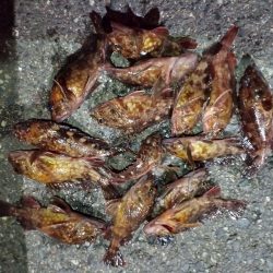 2023/02/04 南港ライトゲーム釣行