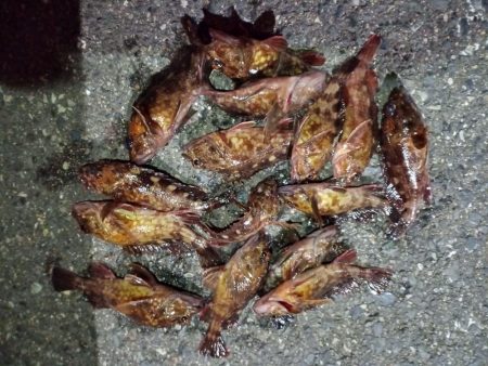 2023/02/04 南港ライトゲーム釣行…