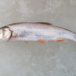 茨戸川付近でのワカサギ釣り！！