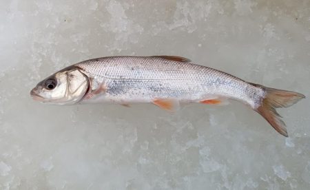 茨戸川付近でのワカサギ釣り！！